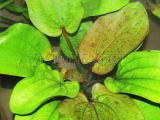 Akváriumi növények - Echinodorus  "Mamutszív"